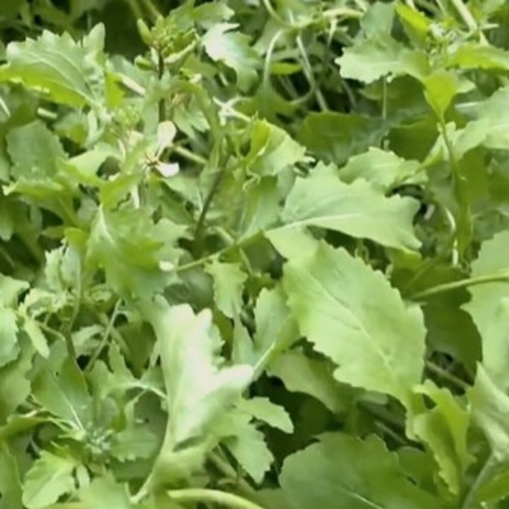 Arugula Seeds, Organically Grown for 20+ Years